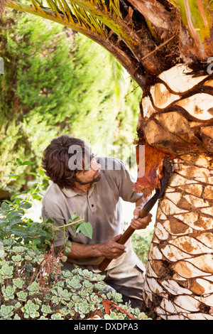 Peeling uomo Palm tree con la lama, Maiorca, SPAGNA Foto Stock