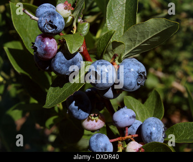 Mirtillo pianta che cresce in natura come un simbolo del mangiare sano concetto come blue berry icona della natura di un concentrato di salute stile di vita Foto Stock