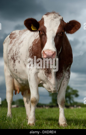 Dairy Shorthorn bestiame in pascolo. Cumbria, Regno Unito. Foto Stock