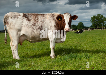 Dairy Shorthorn bestiame in pascolo. Cumbria, Regno Unito. Foto Stock