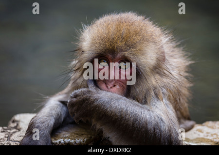 Curioso Macaque giapponese (Macaca fuscata) baby Foto Stock