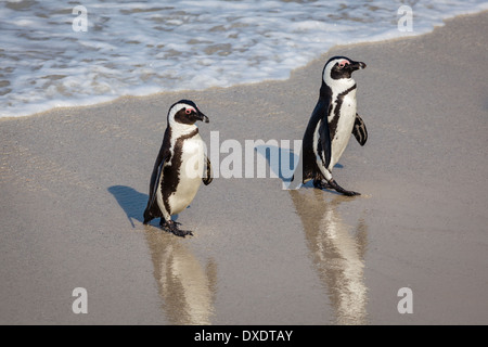 Un paio di pinguini africani che camminano insieme su una spiaggia di sabbia bagnata. Foto Stock