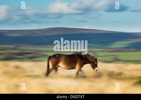 Un selvaggio Exmoor pny su Winsford Hill, Exmoor, Parco Nazionale, Somerset, Inghilterra Foto Stock