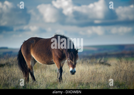 Pony selvatici su Winsford Hill, Parco Nazionale di Exmoor, Somerset, Inghilterra, Regno Unito Foto Stock