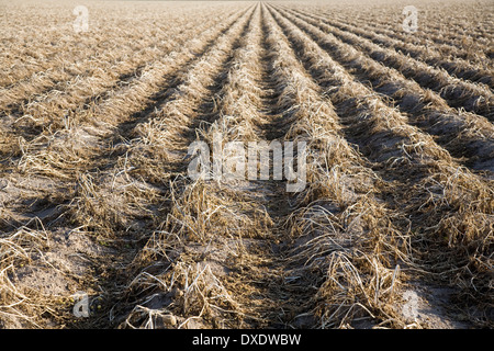 Campo di patate in attesa di raccolta, Colorado, STATI UNITI D'AMERICA Foto Stock