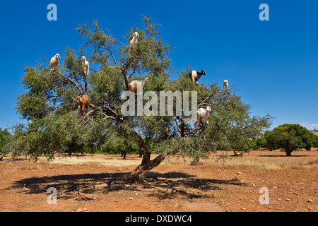 Caprini alimentare sui dadi di Argan (Argania spinosa) in una struttura ad albero di Argan in un frutteto vicino Essouira,, Marocco Foto Stock
