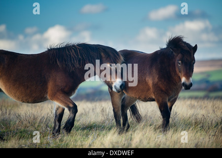 Pony selvatici su Winsford Hill, Parco Nazionale di Exmoor, Somerset, Inghilterra, Regno Unito Foto Stock