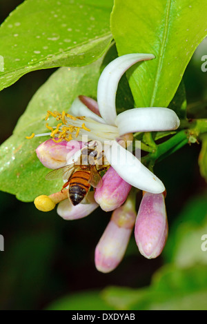 Bee impollinatori fiori di limone Foto Stock
