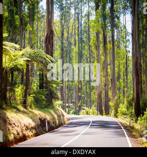 Torreggianti alberi e felci arboree nella foresta lungo il sperone nero nella Yarra Valley, Victoria, Australia Foto Stock