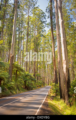 Torreggianti alberi e felci arboree nella foresta lungo il sperone nero nella Yarra Valley, Victoria, Australia Foto Stock