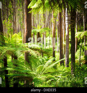 Lussureggianti felci, felci arboree e torreggiante montagna lungo lo sperone nero, Victoria, Australia
