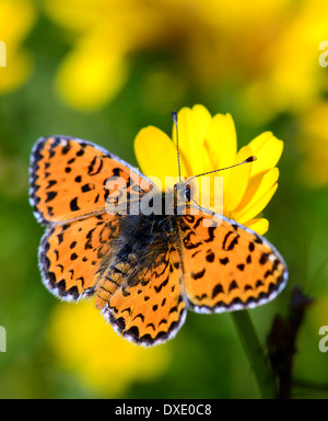 Lesser Spotted Fritillary, Melitaea trivia Foto Stock