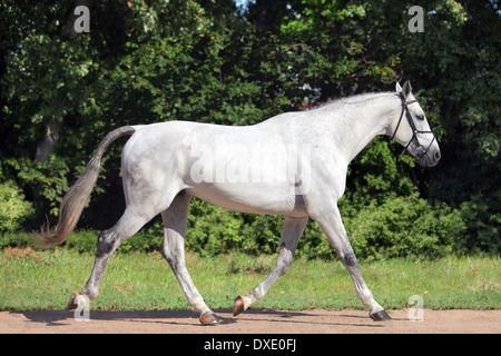 Ritratto di un adulto grigio puro Cavallo Spagnolo andaluso Foto Stock