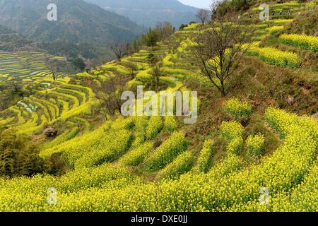 Wuyuan. 25 Mar, 2014. Foto scattata il 25 marzo 2014 mostra lo scenario di cole fiori nel villaggio di Huangling nella contea di Wuyuan, Cina orientale della provincia di Jiangxi. Il cole campi di fiori rendono Wuyuan la reputazione del villaggio più bello in primavera. © canzone Zhenping/Xinhua/Alamy Live News Foto Stock