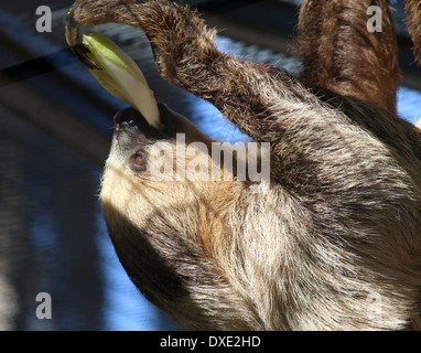 Hoffmann per le due dita bradipo (Choloepus hoffmanni) di mangiare le verdure, close-up della testa Foto Stock