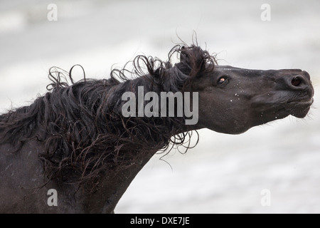 Il frisone cavallo. Stallone nero scuotendo la testa. La Romania Foto Stock