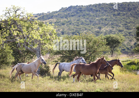 Nooitgedacht pony. Giumente con puledri trotto nella savana. Sud Africa Foto Stock