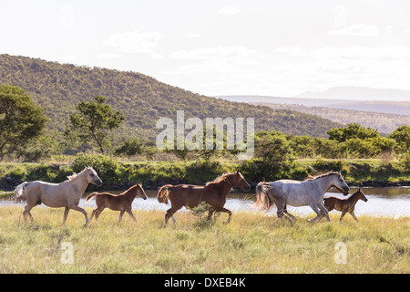 Nooitgedacht pony. Giumente con puledri trotto nella savana. Sud Africa Foto Stock