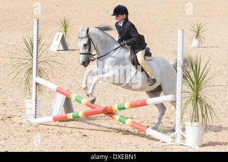 Nooitgedacht pony. Cavaliere a cavallo grigio saltando su un ostacolo. Sud Africa Foto Stock