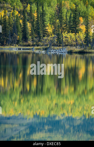 I colori autunnali nr Pelly Crossing, Yukon Territori, Canada Foto Stock