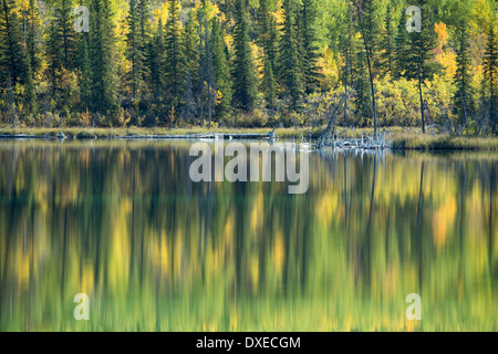 I colori autunnali nr Pelly Crossing, Yukon Territori, Canada Foto Stock