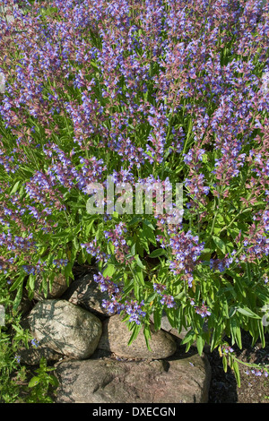 Salvia comune, giardino salvia, Echter su Salbei, Garten-Salbei, Küchensalbei, Heilsalbei, Salvia officinalis Foto Stock