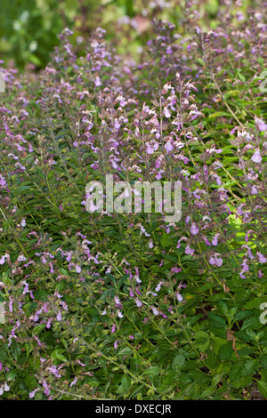 Wall germander, Edel-Gamander, Edelgamander, Echter su Gamander, Schafkraut, Teucrium chamaedrys Foto Stock