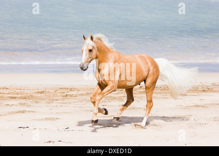 Quarab. Palomino al galoppo su una spiaggia. Nuova Zelanda Foto Stock
