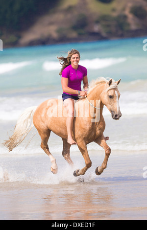 Quarab. Palomino con bareback rider al galoppo su una spiaggia. Nuova Zelanda Foto Stock