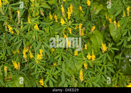 Meliloto, giallo Melilot, Echter su Steinklee, Gelber Steinklee, Gewöhnlicher Steinklee, Melilotus officinalis, Mélilot Foto Stock