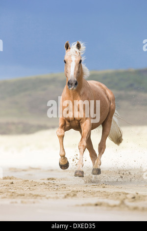 Quarab. Palomino al galoppo su una spiaggia. Nuova Zelanda Foto Stock