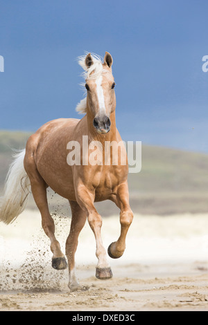 Quarab. Palomino al galoppo su una spiaggia. Nuova Zelanda Foto Stock