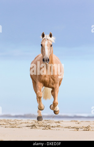 Quarab. Palomino al galoppo su una spiaggia. Nuova Zelanda Foto Stock