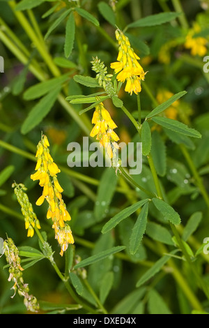 Meliloto, giallo Melilot, Echter su Steinklee, Gelber Steinklee, Gewöhnlicher Steinklee, Melilotus officinalis, Mélilot Foto Stock