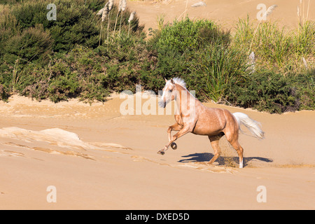 Quarab. Palomino al galoppo su una spiaggia. Nuova Zelanda Foto Stock