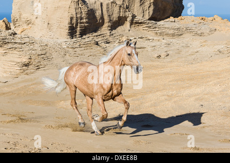 Quarab. Palomino al galoppo su una spiaggia. Nuova Zelanda Foto Stock