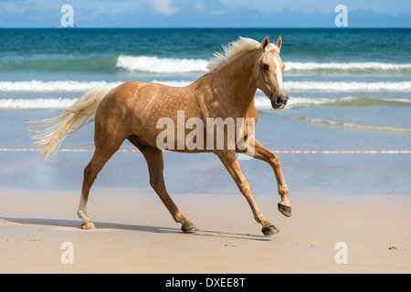 Quarab. Palomino al galoppo su una spiaggia. Nuova Zelanda Foto Stock