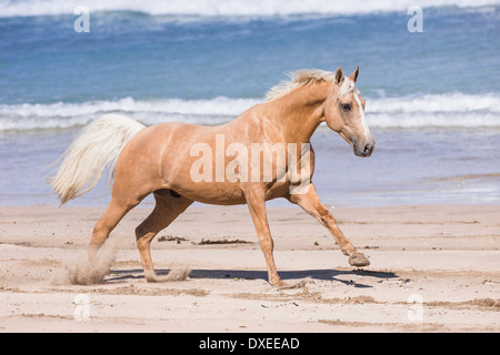Quarab. Palomino al galoppo su una spiaggia. Nuova Zelanda Foto Stock