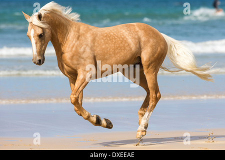 Quarab. Palomino al galoppo su una spiaggia. Nuova Zelanda Foto Stock