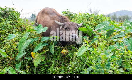 Bufalo tailandese mangiare erba nel campo della Thailandia Foto Stock