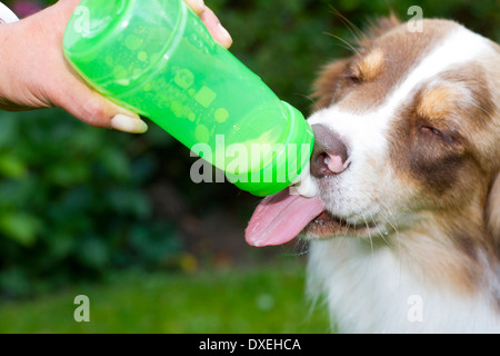 Pastore australiano. Cucciolo essendo bottiglia-alimentato. Germania Foto Stock