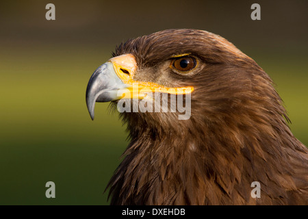 Steppa Eagle (Aquila nipalensis), ritratto di adulto Foto Stock