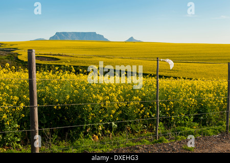 Vista della Table Mountain con campi di fiori di Canola e inquinato il sacchetto in plastica incollato su una recinzione Foto Stock