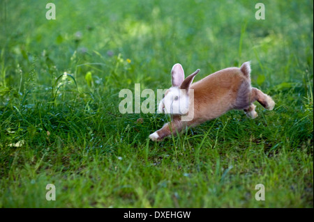 Netherland Dwarf Rabbit (8 settimane di età) in esecuzione in erba Foto Stock