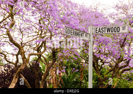 Strada segno sull'angolo del governo e Eastwood street a Pretoria (Tswane), Sud Africa con alberi di jacaranda in fiore. Foto Stock