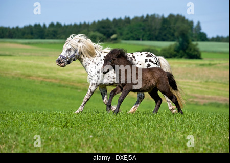 Pony Shetland. Mare e puledro (10 settimane) al galoppo su un pascolo Foto Stock