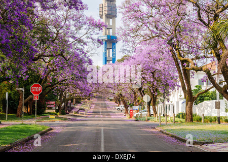 Alberi di jacaranda in piena fioritura su un inizio di mattina di primavera fodera un iconico street di Pretoria in Sud Africa a torre Telkom Foto Stock