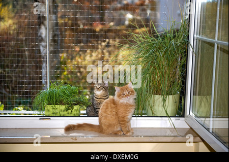 Il gatto domestico. Tre gatti seduti in una finestra protetta Foto Stock