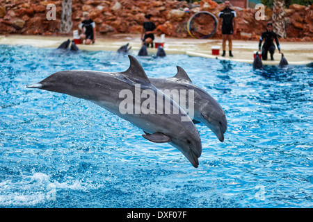 I delfini saltando in formazione in un acquario Foto Stock