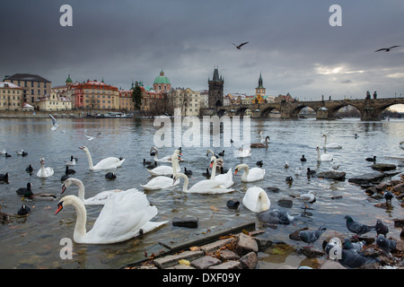 Cigni e gabbiani sul fiume Moldava con Charles Bridge al di là, Praga, Repubblica Ceca Foto Stock